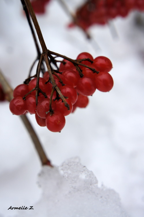 Stange fruits 