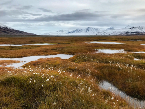 Cmorga:podmokłe Łąki Svalbardzkiej Tundry, Spitsbergenwet Meadows Of The Svalbard