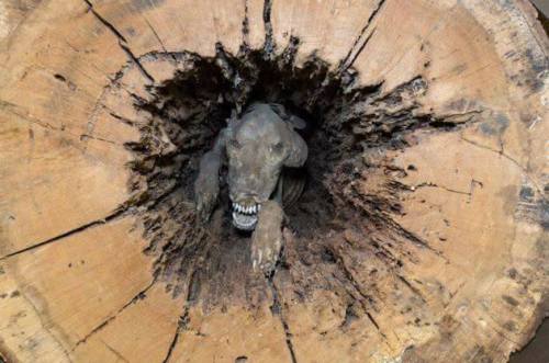 vultureshop: A mummified dog resting inside a hollow tree.  Apparently a lumberjack had stumble