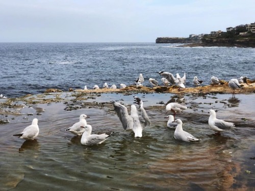 Birds having a bath. ___ #shotoniphone #seagull #birdbath (at South Coogee)