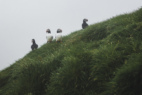 stephaniedolen:mykines, faroe islands