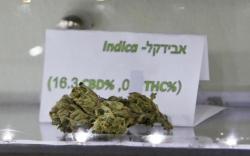weedporndaily:  Uruguay to Relieve Israel’s Cannabis Drought? (HighTimes) Uruguay is still developing its nascent cannabis economy following the Christmas Eve signing of the new legalization law, but its leaders have already broached international