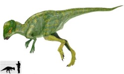 a-dinosaur-a-day:  Prenocephale(PREE-no-SEFF-ah-lee)