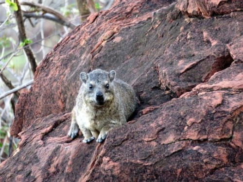 The Rock Hyrax, Also Called Dassie, Cape Hyrax, Rock Rabbit, And (in The King James Bible) Coney, Is