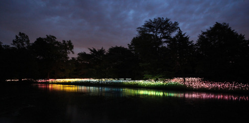 madelinelime:asylum-art-2: Spectacular Light Installation at Longwood Gardens by Bruce MunroBri