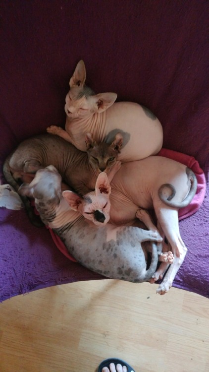 gaymer-maid:Look at my friend’s cats!!!!!!AAAAAAAH OMG ARE THEY SPHYNX CATS I LOVE THEM