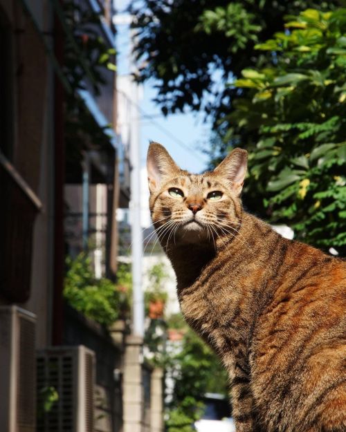 いい天気だ… #fixx201309 #シッポ追い #tailchaser #猫 #ねこ #ネコ #cat #cats #猫写真 #東京猫 #外猫 #地域猫 #ねこ部 #まちねこ #ネコスタグラム #