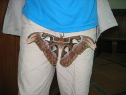 zay4ik:  moth
