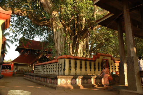 Banyam tree, Janardhana Vishnu temple, Kerala