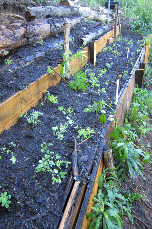 biodiverseed: plantyhamchuk: May 2015 - New Hugel BedFreshly watered in! This was a ton of labor and