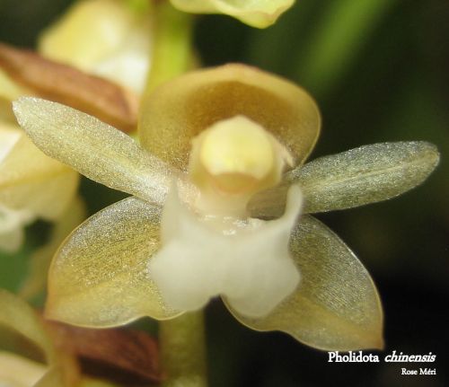 Pholidota chinensis.Orchidaceae: Coelogyninae.By Rose Carobrez‎. [x]