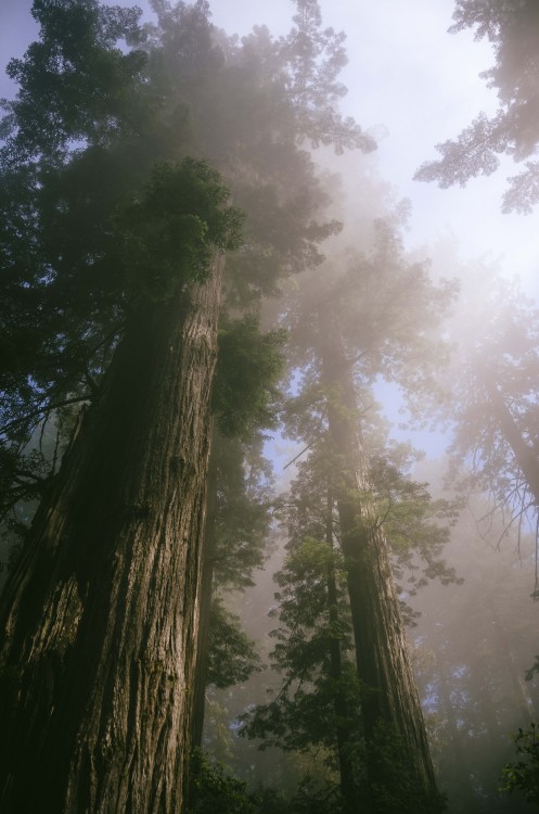 jasperfeels:nature is my cathedral way past time i head west again.