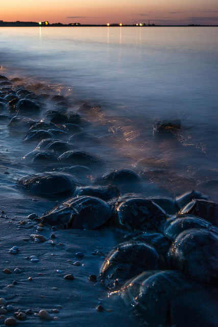 theoceaniswonderful:Horseshoe Crab Invasion by HubbleColor {Zolt}