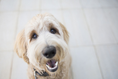 souldogstudios: Maggie &amp; Gracie // Soul Dog Studios The stars of this mini-session are two s