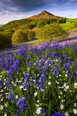 ponderation:  Bluebells & Stitchworts,