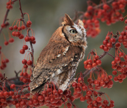 owlsday:  Eastern Screech Owl by Janet Hug