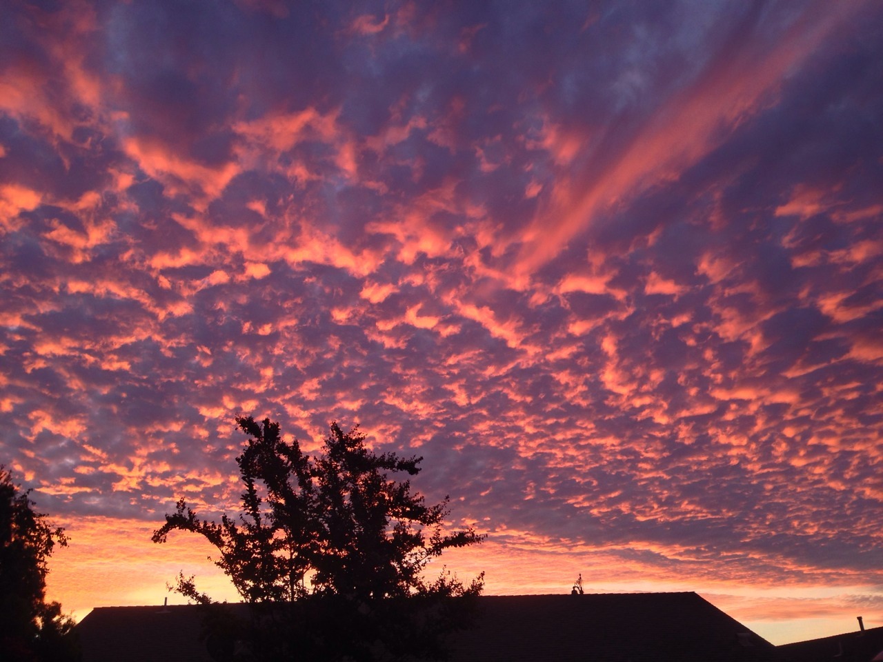 myheadhurtsbadly:  My house was was being infiltrated by pink so I went outside to