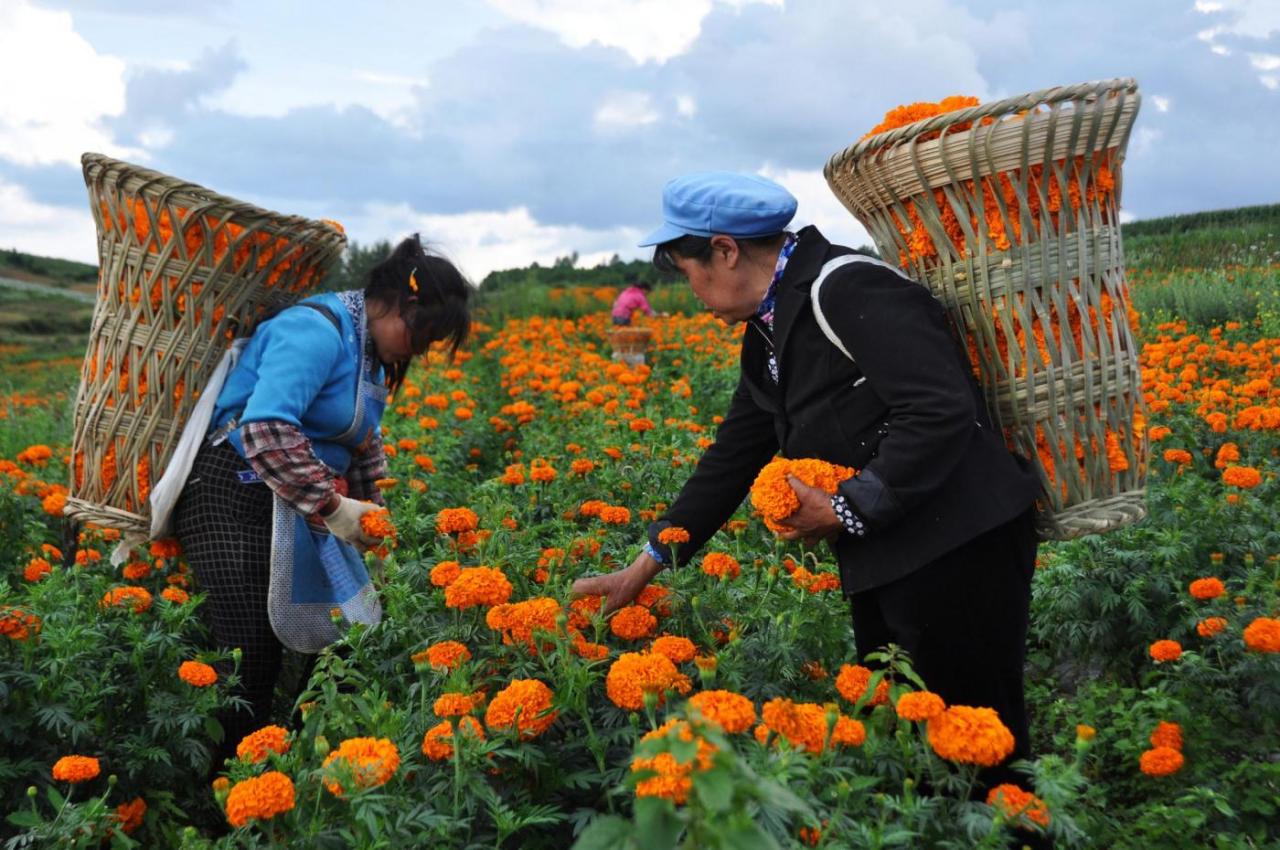 fotojournalismus:  Farmers pick marigolds in Minzu village, Weining County in Guizhou,