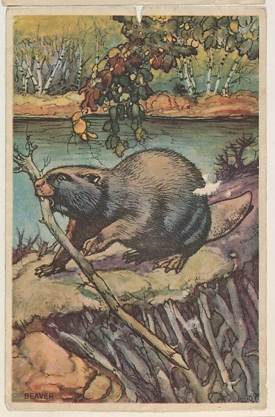 antiqueanimals:  Collector card from the Animal’s Pictures series (D12), issued by Roulstons Bread