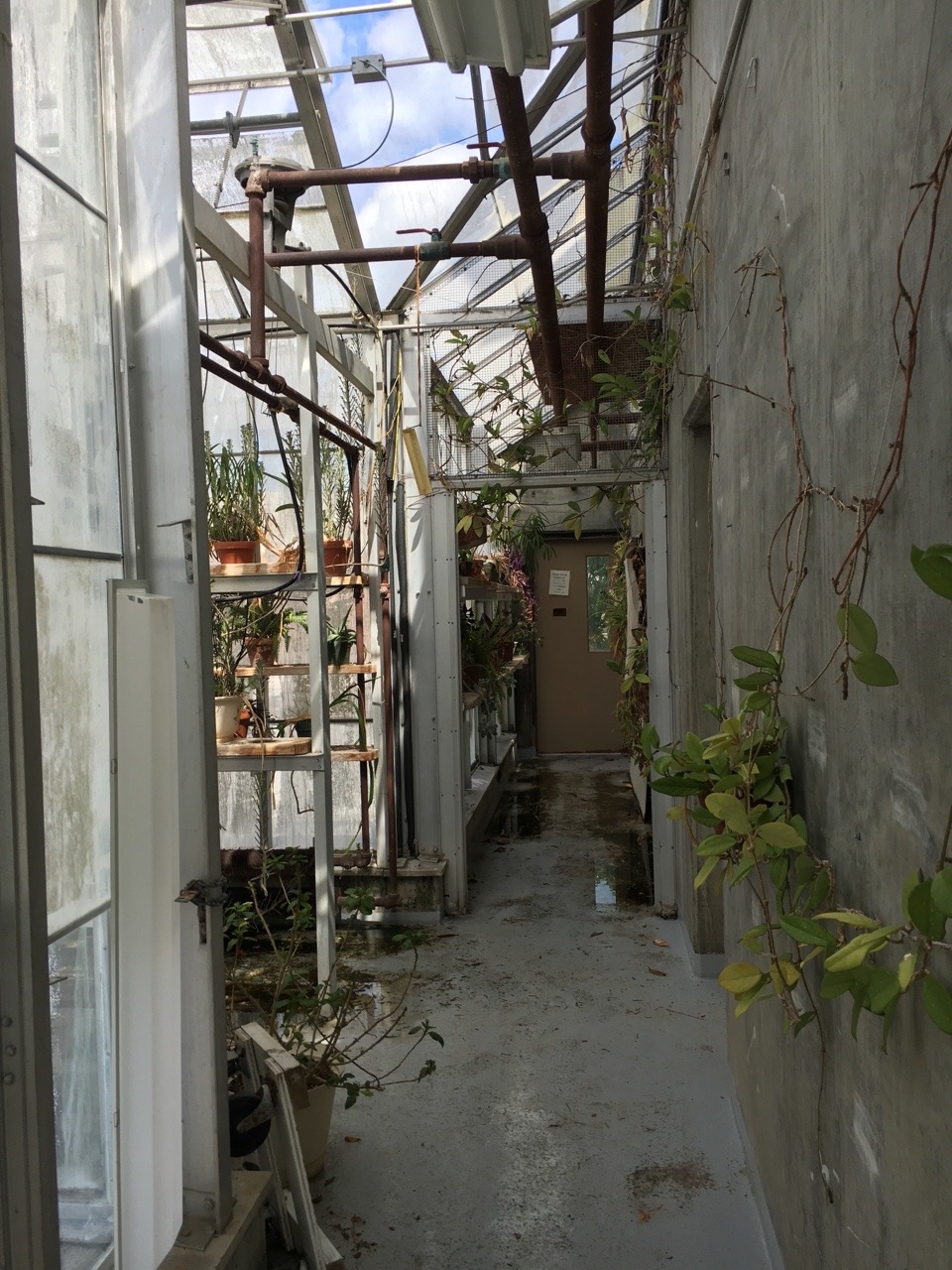 plantsarefriendssometimesfood:au greenhouse