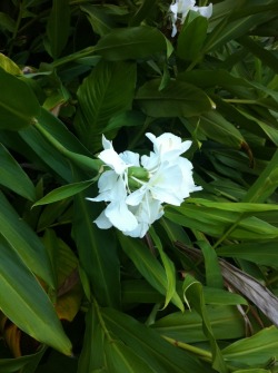  taking a walk in the botanic garden 