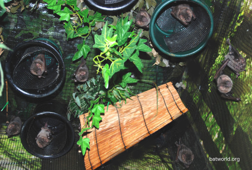 A nice little garden of bats.