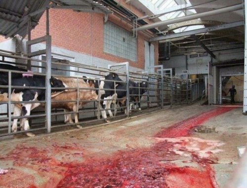 leftist-daily-reminders:  littlebrubby:  beerfridgeaesthetic:  leftist-daily-reminders:  pigglies:  veganmovement2012:  Waiting in line to die: They can smell the death and hear the screams of the ones who went before   I want to scream because I carn’t