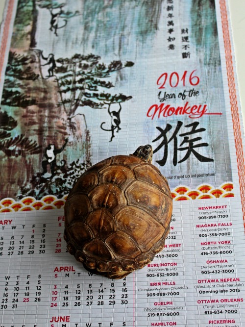 Happy Lunar New Year from Thomas T.! May we all learn to be a little more curious, clever, and misch