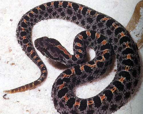 animaltoday:  Pygmy Rattlesnake (Sistrurus miliarius barbouri)  or dusky pigmy rattlesnake, small ground rattlesnake, hog nosed rattler About 20 inches long, it is quite thick for its size.  The coloration of this snake can vary from pale grey to a