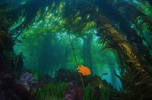 nubbsgalore:photos by octavio aburto off the coast of mexico. (click pic for specifics)