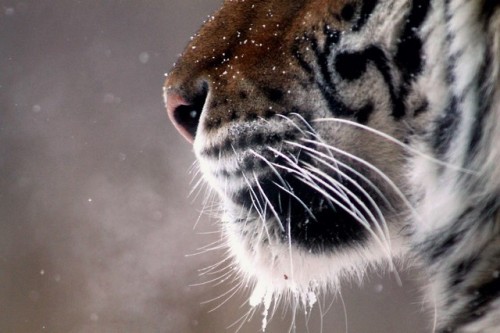 stuffidraw:  tigers in the snow at the milwaukee adult photos