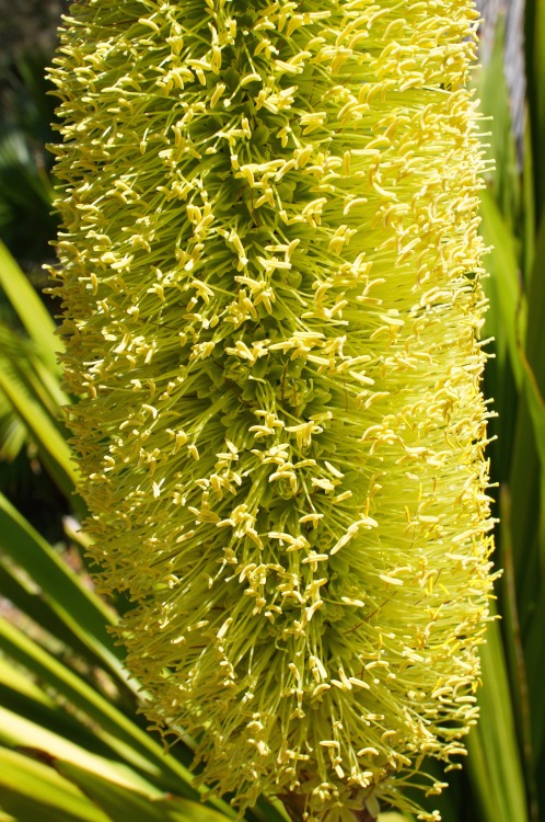 flora-file:  Agave bracteosa (by flora-file)