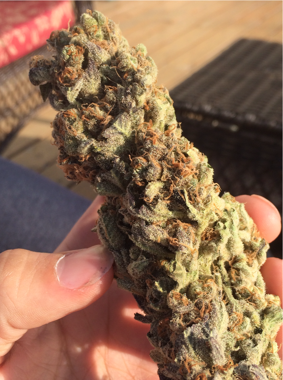 eljake666:  Super critical nugs verrrrryyyy nice! 