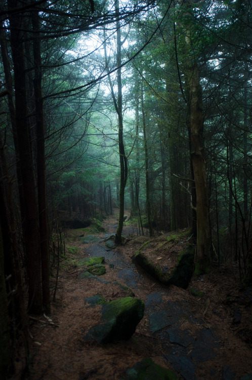 moody-nature:Richard Balsam Trail // By Geoff Sills