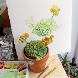 Aaronapsley:  Working On A New Watercolor Painting Of This Wonderful Echeveria ‘Dondo’.