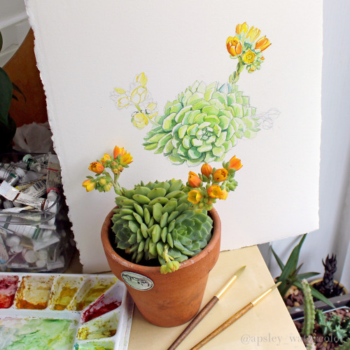 aaronapsley:  Working on a new watercolor painting of this wonderful Echeveria ‘Dondo’. It has three rosettes and tons of flowers, and I really love the combination of colors!  