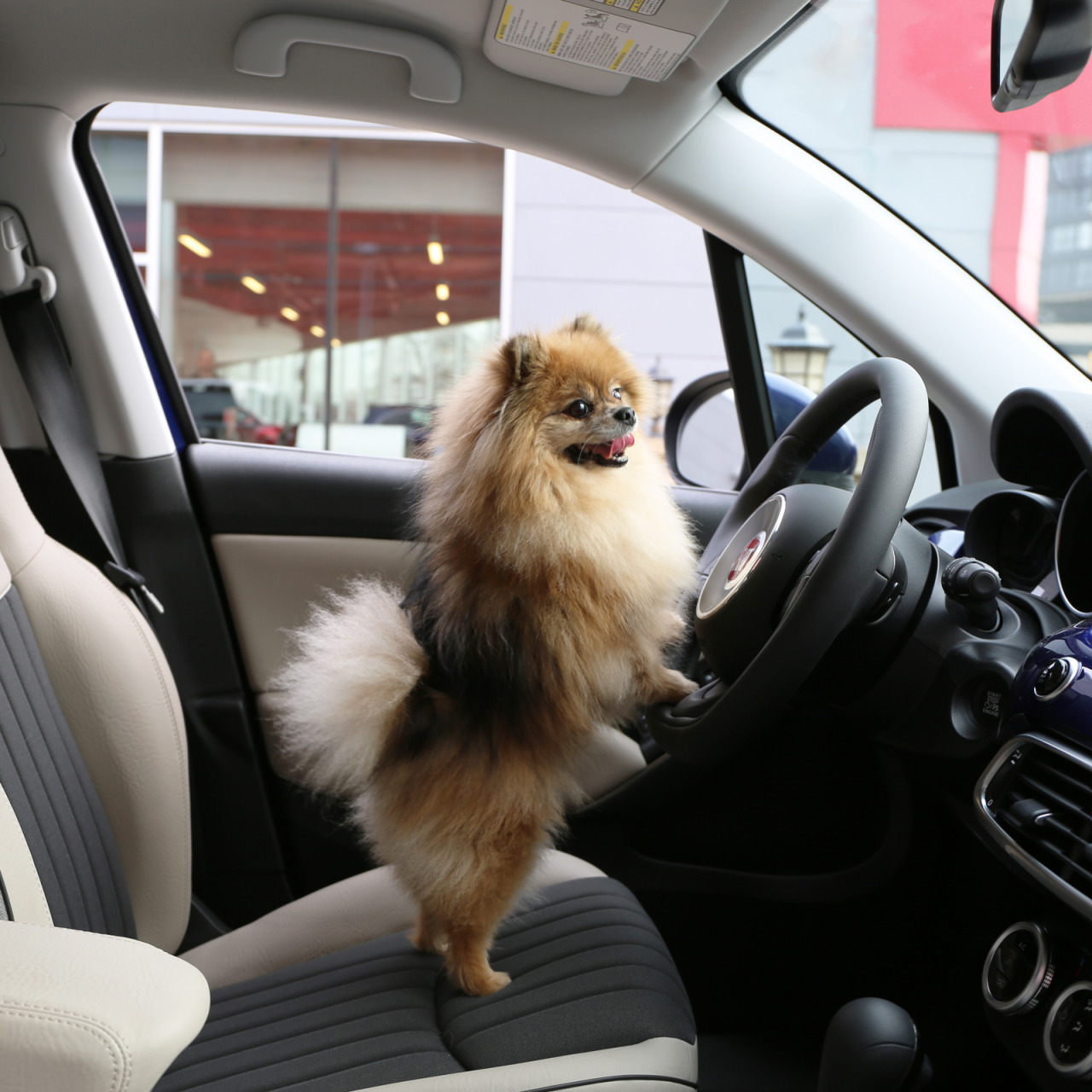 fiatusa:
“ We had to hire a professional driver for #NationalPuppyDay. No regrets.
”
Корпорация выпускает миниатюрные ситикары (FIAT 500), автомобили малого класса (FIAT Punto), минивэны (FIAT Doblo), фургоны (FIAT Ducato). Итальянскому концерну FIAT...