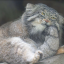 pygmyharmoset