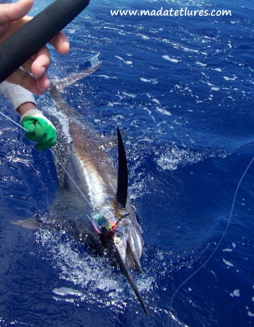 Marlin bleu pris sur Tubamad à la Réunion lors de la Marlin cup...