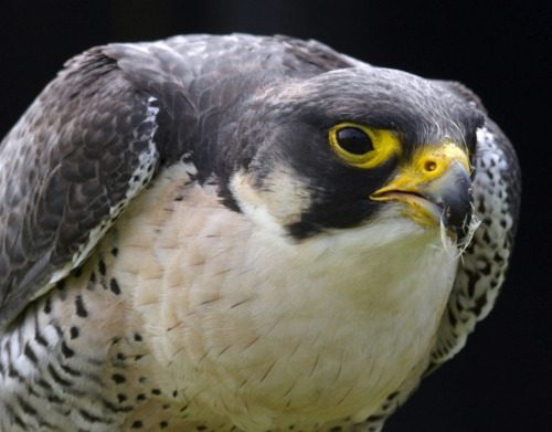 thefrogman:  Falcon facts. 