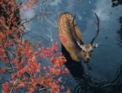 megarah-moon:“Deer In Nara Japan” by