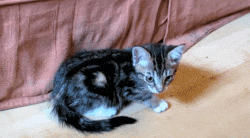 zonahappy:Gatos.