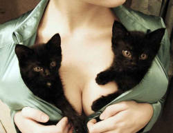 Awww Look At Those Cute Kittens They Just Want To Break Free Of That Top.