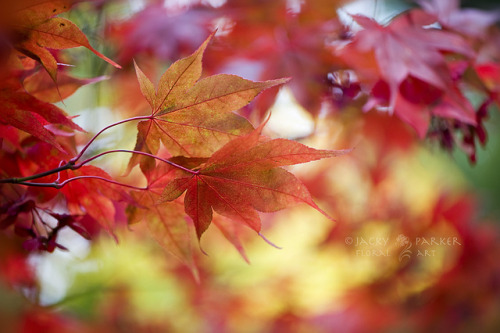 Autumn Tapestry by Jacky Parker Floral Art on Flickr.