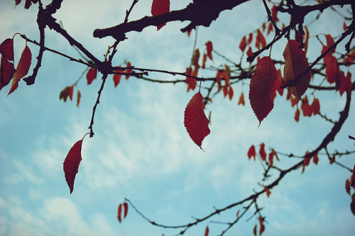 conserva-tus-colores:  sin título on Flickr. 
