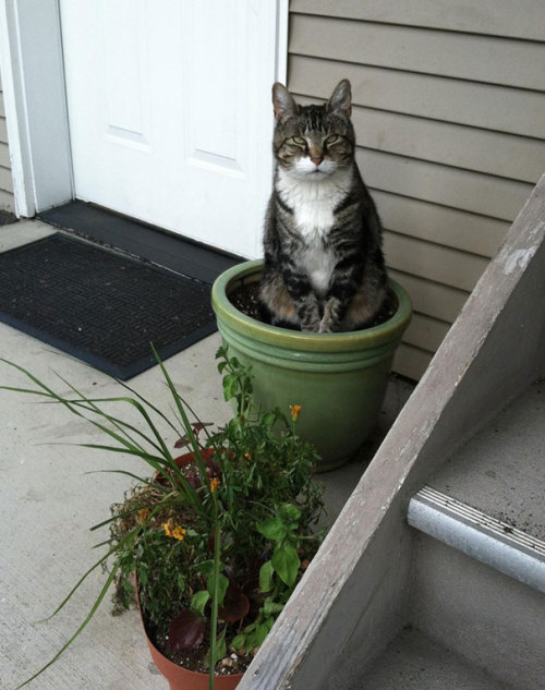 demisexualbethanyhawke:  the-void-princess:  archiemcphee:  Cats are sleepy zen masters who can curl up for a snooze just about anywhere. One of their favorite cozy napping spots is the flower pot, no matter what its size. Bored Panda assembled a vast