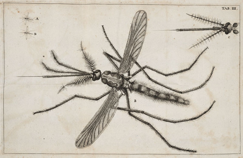 Jan Swammerdam – Scientist of the DayJan Swammerdam, a Dutch microscopist and insect anatomist