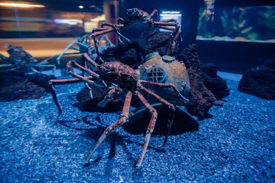 Spider Crab Explore Tumblr Posts And Blogs Tumgir