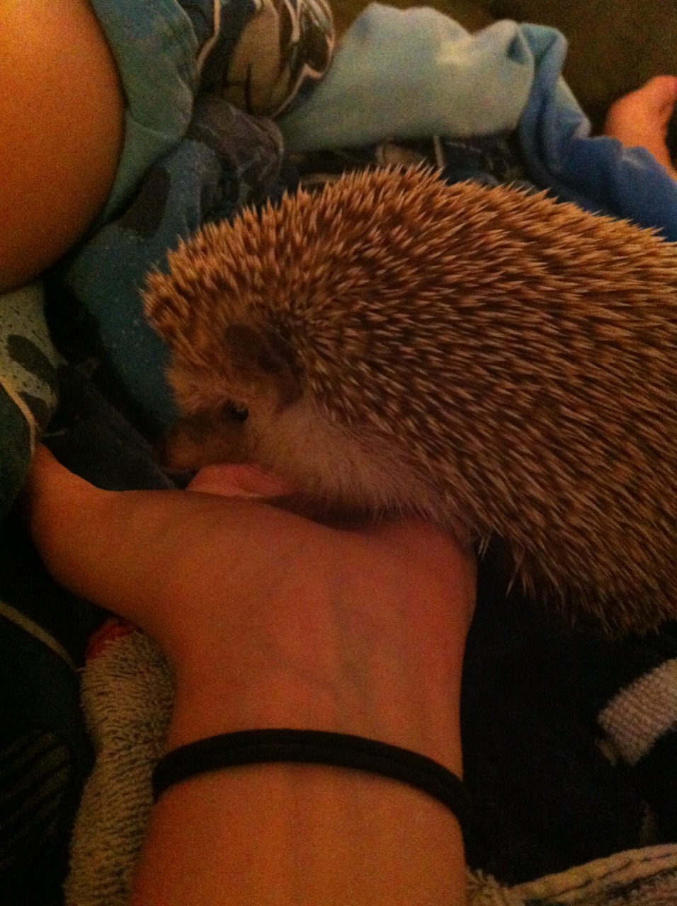 fuckmeharderbabyyy:  Someone is pissed about bath time.  I love this animal