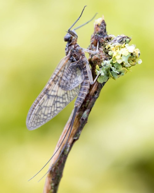 harald-bayler: Märzbraune #mayfly #mayflies #eintagsfliege #marchbrown #flytyer #flytyinjunkie #flyt